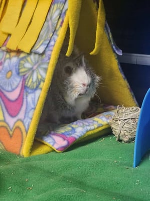 Guinea pig enjoying their stay at Bree & Co small animal boarding, Melbourne