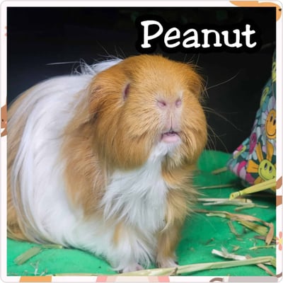 Guinea pig boarding at Bree & Co – spacious, cosy enclosures in Melbourne
