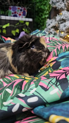 guinea-pig-boarding-guest-kilsyth.jpg