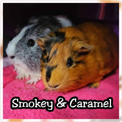 Guinea pigs relaxing in a boarding enclosure at Bree & Co, Melbourne