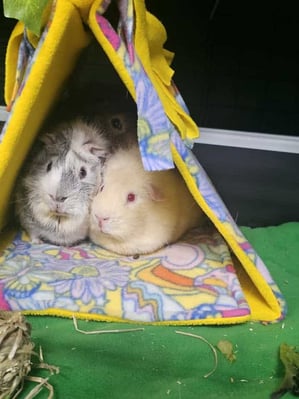 Happy guinea pig guest at Bree & Co guinea pig boarding, Melbourne