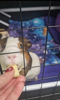 Guinea pigs relaxing in a boarding enclosure at Bree & Co, Melbourne