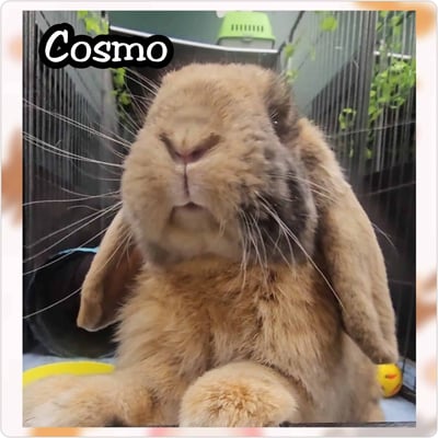 Rabbit relaxing in a boarding enclosure at Bree & Co, Melbourne