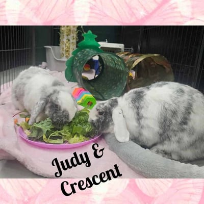 Happy bunny guest at Bree & Co rabbit boarding, Melbourne