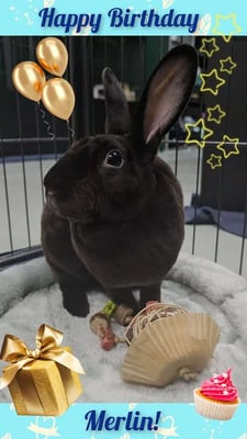 Rabbit boarding at Bree & Co – spacious, safe enclosures in Melbourne