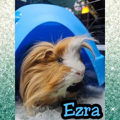 Guinea pigs relaxing in a boarding enclosure at Bree & Co, Melbourne