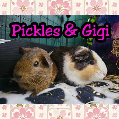 Guinea pig enjoying their stay at Bree & Co small animal boarding, Melbourne