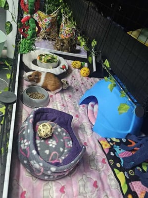Guinea pig boarding at Bree & Co – spacious, cosy enclosures in Melbourne