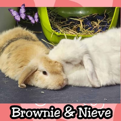 Rabbit boarding at Bree & Co – spacious, safe enclosures in Melbourne