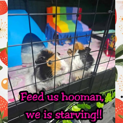 Guinea pig enjoying their stay at Bree & Co small animal boarding, Melbourne