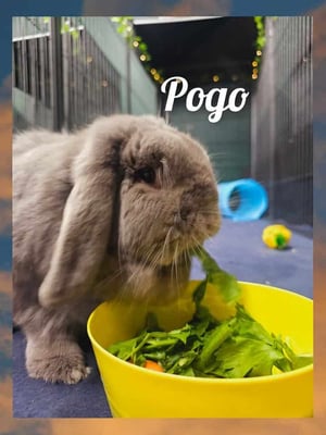 Rabbit relaxing in a boarding enclosure at Bree & Co, Melbourne