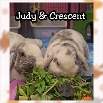 Rabbit enjoying their stay at Bree & Co small animal boarding, Melbourne