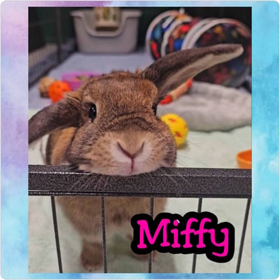 Happy bunny guest at Bree & Co rabbit boarding, Melbourne