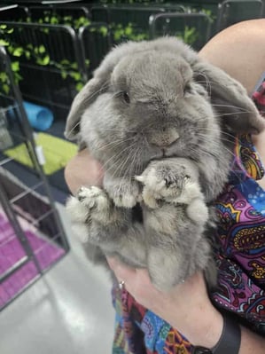 Rabbit boarding at Bree & Co – spacious, safe enclosures in Melbourne