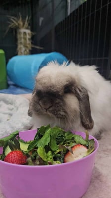 Happy bunny guest at Bree & Co rabbit boarding, Melbourne
