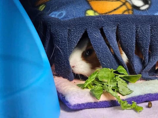 Guinea pigs relaxing in a boarding enclosure at Bree & Co, Melbourne