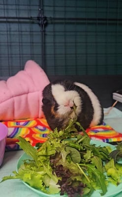 guinea-pig-boarding-habitat