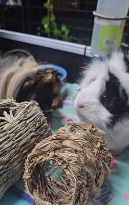 Guinea pig enjoying their stay at Bree & Co small animal boarding, Melbourne