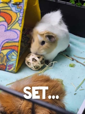 Guinea pig boarding at Bree & Co – spacious, cosy enclosures in Melbourne