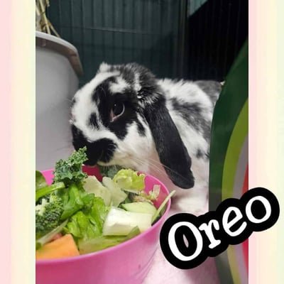 Happy bunny guest at Bree & Co rabbit boarding, Melbourne