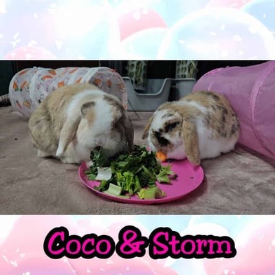 Rabbit enjoying their stay at Bree & Co small animal boarding, Melbourne