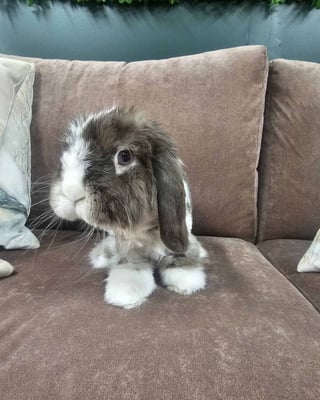 Rabbit enjoying their stay at Bree & Co small animal boarding, Melbourne