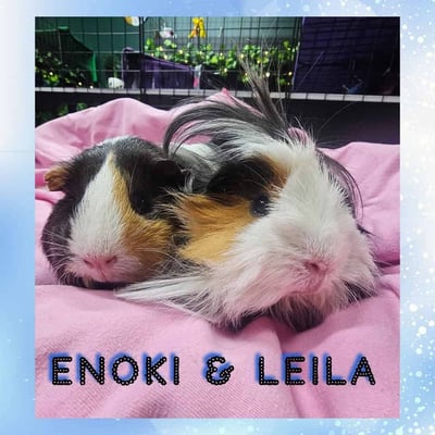 Guinea pigs relaxing in a boarding enclosure at Bree & Co, Melbourne