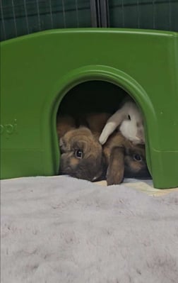 Rabbit enjoying their stay at Bree & Co small animal boarding, Melbourne