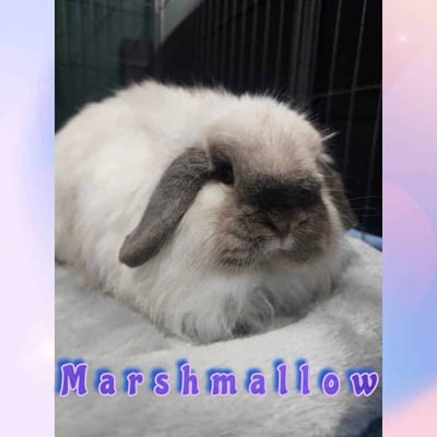 Rabbit relaxing in a boarding enclosure at Bree & Co, Melbourne