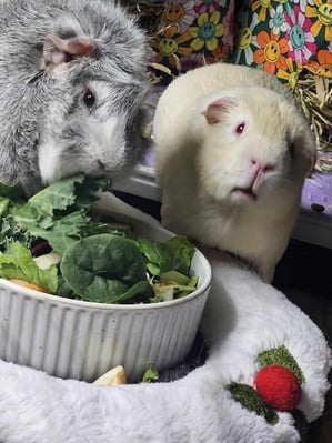 Guinea pig enjoying their stay at Bree & Co small animal boarding, Melbourne