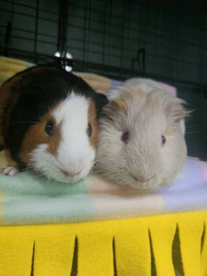 Guinea pig boarding at Bree & Co – spacious, cosy enclosures in Melbourne