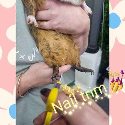 Guinea pig enjoying their stay at Bree & Co small animal boarding, Melbourne