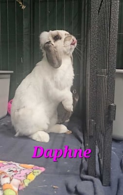 Happy bunny guest at Bree & Co rabbit boarding, Melbourne