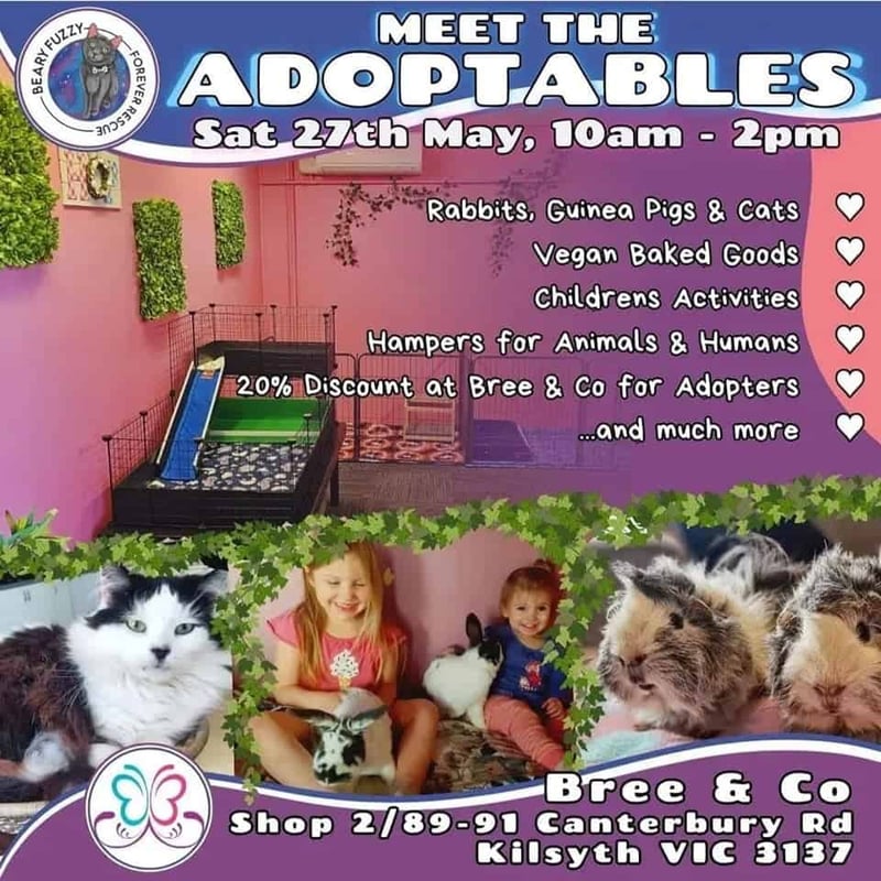 Adoptables Day #2 – Bree & Co | Rabbit & Guinea Pig Supplies, Bedding ...