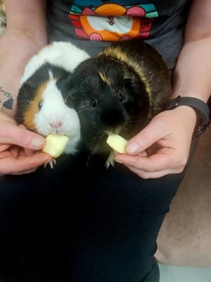 Guinea pigs relaxing in a boarding enclosure at Bree & Co, Melbourne