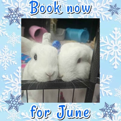 Happy bunny guest at Bree & Co rabbit boarding, Melbourne