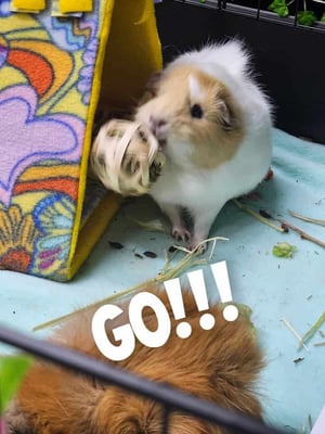 Guinea pig enjoying their stay at Bree & Co small animal boarding, Melbourne