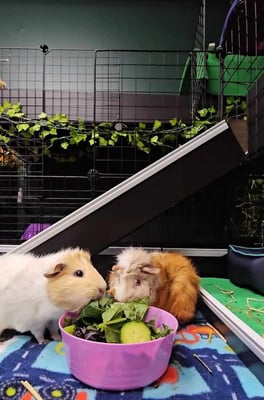 Guinea pig enjoying their stay at Bree & Co small animal boarding, Melbourne