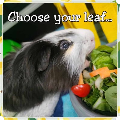 Guinea pig enjoying their stay at Bree & Co small animal boarding, Melbourne