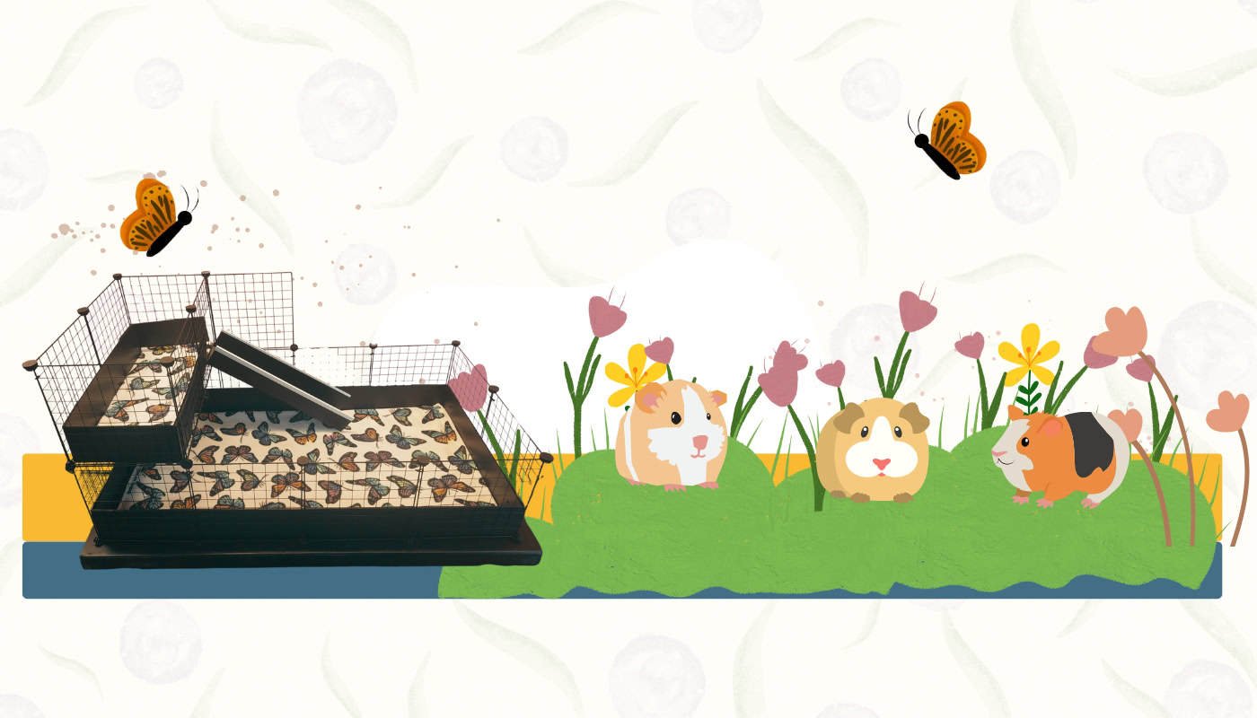 Premium C&C Cages for Guinea Pigs | Bree & Co
