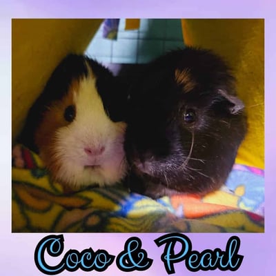 Guinea pig boarding at Bree & Co – spacious, cosy enclosures in Melbourne