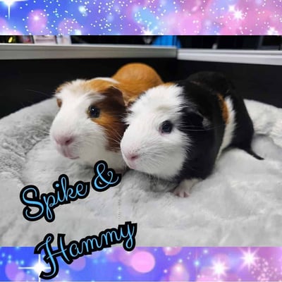 Guinea pigs relaxing in a boarding enclosure at Bree & Co, Melbourne