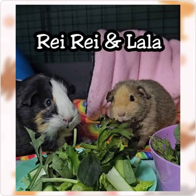 Guinea pig enjoying their stay at Bree & Co small animal boarding, Melbourne