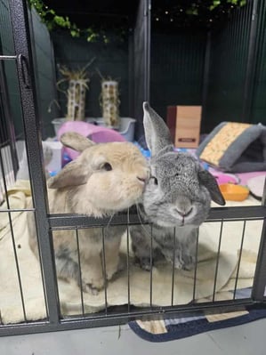 Rabbit relaxing in a boarding enclosure at Bree & Co, Melbourne