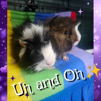 Guinea pig boarding at Bree & Co – spacious, cosy enclosures in Melbourne