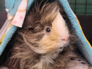 happy-guinea-pig-boarding-guest.jpg