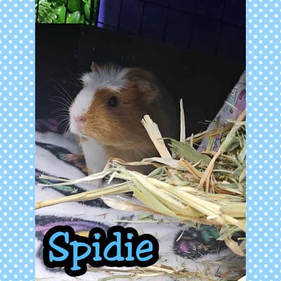 Guinea pig boarding at Bree & Co – spacious, cosy enclosures in Melbourne