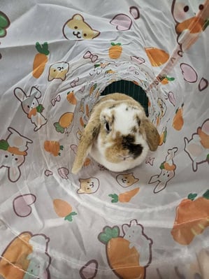 Rabbit boarding at Bree & Co – spacious, safe enclosures in Melbourne