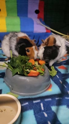 Guinea pig enjoying their stay at Bree & Co small animal boarding, Melbourne