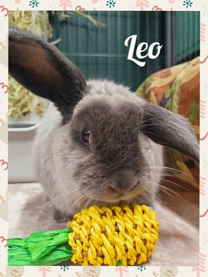 Rabbit enjoying their stay at Bree & Co small animal boarding, Melbourne